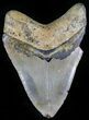 Bargain Megalodon Tooth - North Carolina #29236-2